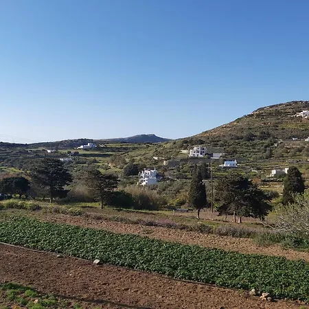 Dandelion Paros Iii-iv *