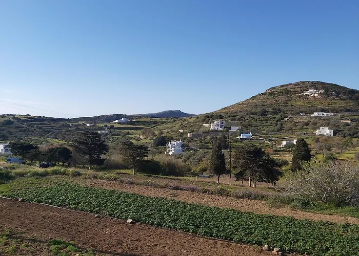 Dandelion Paros Iii-iv *